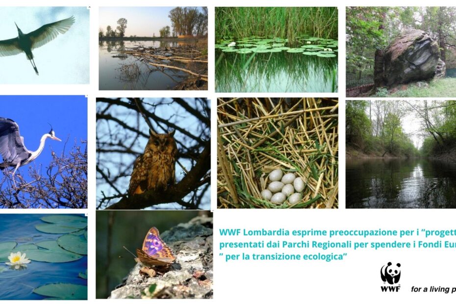 WWFLOMBARDIA_transizione_ecologica