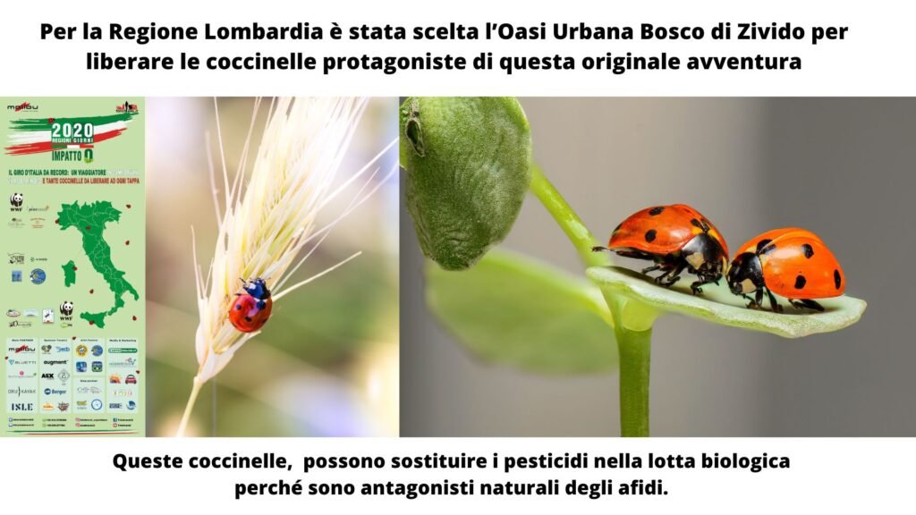 Coccinelle_oasi_zivido san giuliano milanese