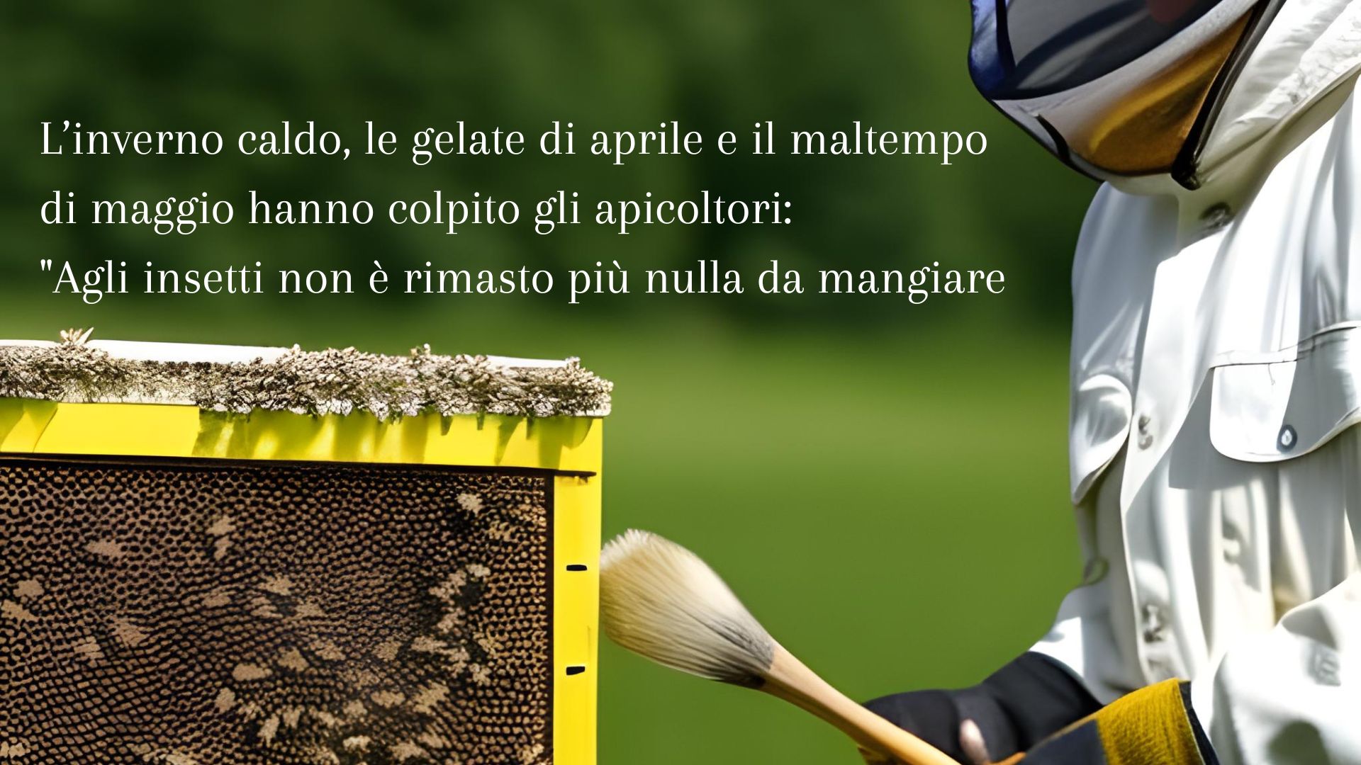 L’inverno caldo, le gelate di aprile e il maltempo di maggio hanno colpito gli apicoltori: "Agli insetti non è rimasto più nulla da mangiare: