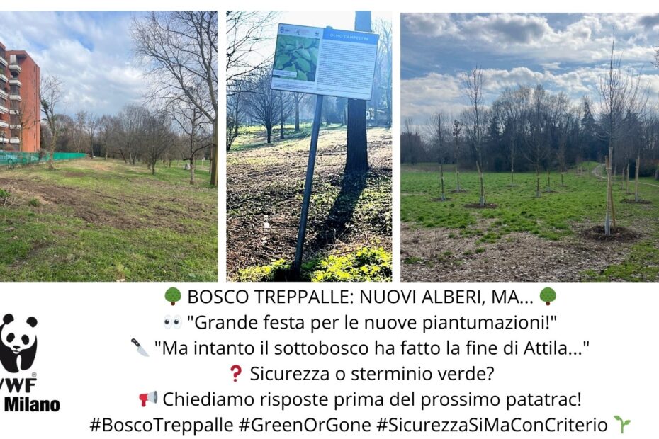 BOSCO TREPPALLE NUOVI ALBERI, ma taglio indiscriminato del sottobosco.